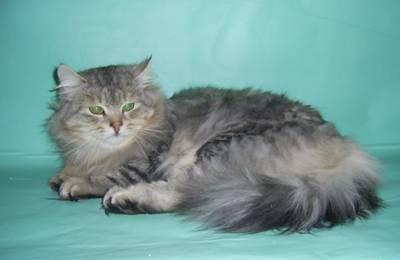 Сибирский котик Саратов