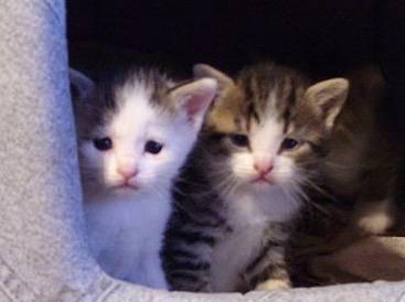 Отдам в добрые руки котят, 1,5 месяцев Санкт-Петербург