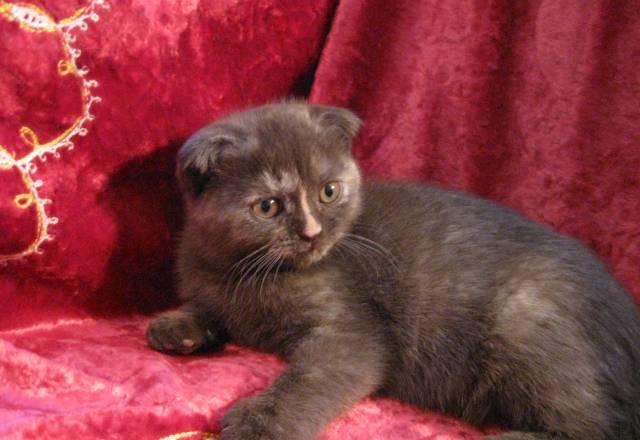 Шотландская вислоухая роскошная кошечка Москва