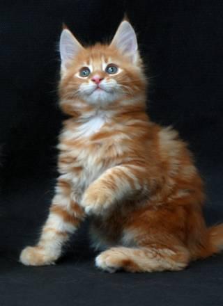 Котята мейн кун Тула
