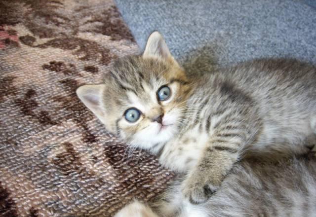 Британские котята Тюмень