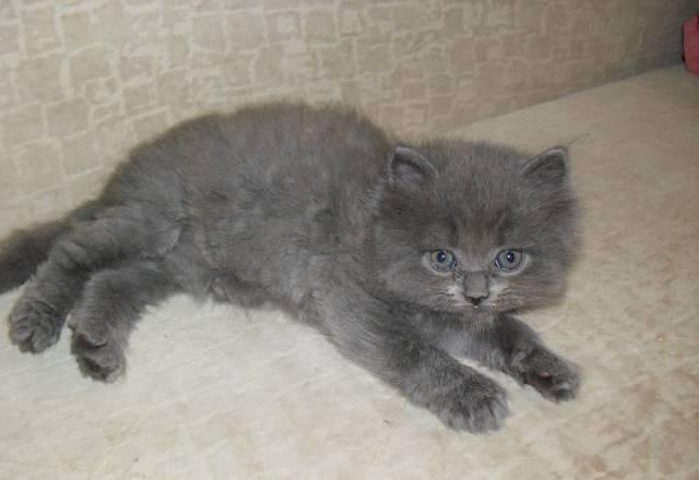 Британские котята от чистопородных родителей Подольск