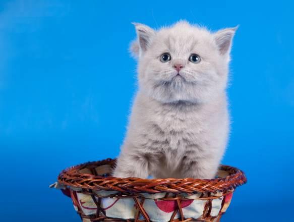 Клубные шотландские котята короткошерстные Москва