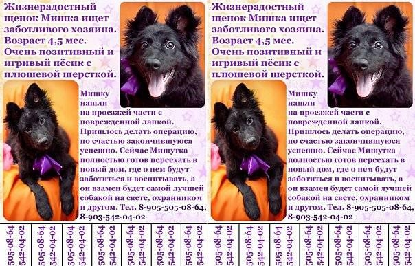 Отдам щенка в хорошие руки Москва