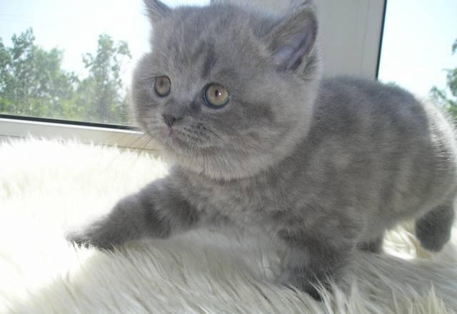 Элитный британский клубный котенок 1,5 мес Москва