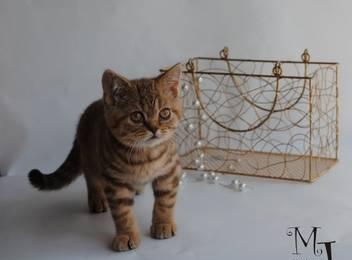 Британские красивые чистокровные котятки Москва