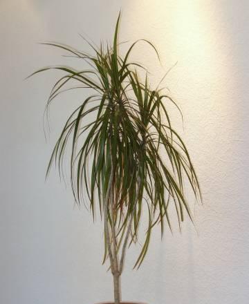 Драцена Москва