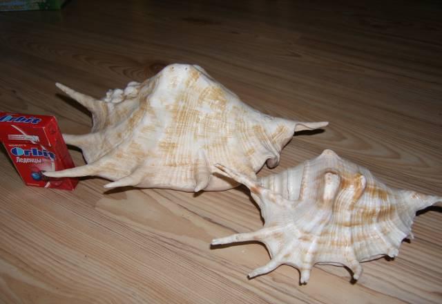 Пара ракушек Москва