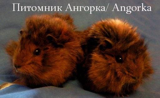 Ангорские морские свинки Москва