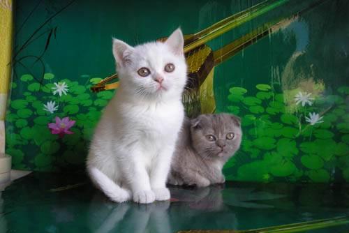 Шотландские котята фолд и страйт Санкт-Петербург
