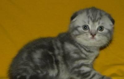 Шотландская вислоухая кошечка голубая мраморная се Москва