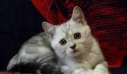 Черный серебристый мраморный шотландский котик Москва