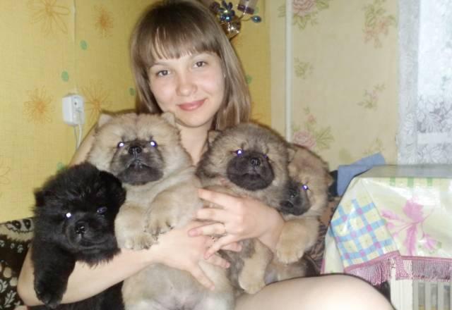 Щенки чау-чау 1,5 месяца Оренбург