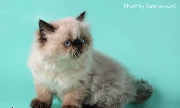 Гималайский котенок  шоу класса  питомник Санкт-Петербург