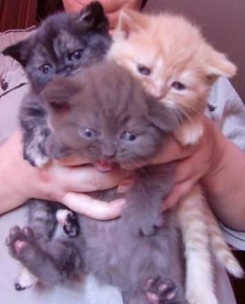 Котята скоттиш фолд и страйт Москва