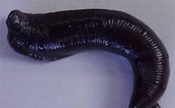 Медецинскую   пиявку Сочи