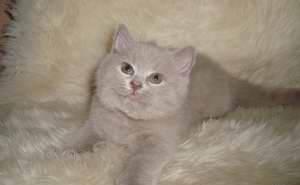 Британский котёнок Москва