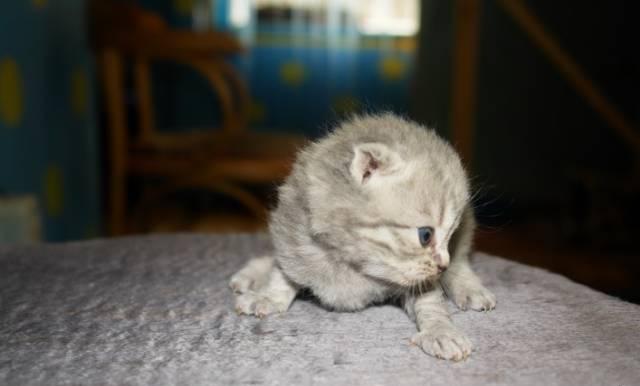 Шотландские вислоухие котята голубые, лиловые Москва
