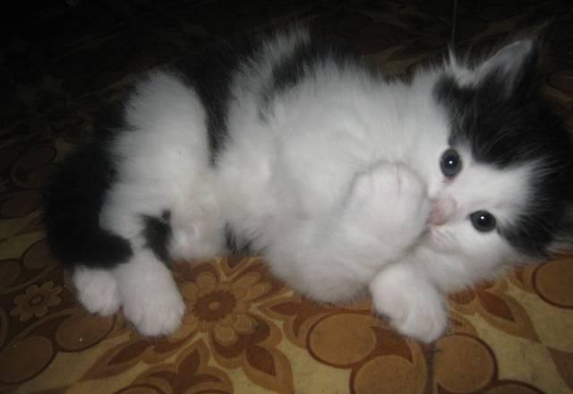 Котята Калининград