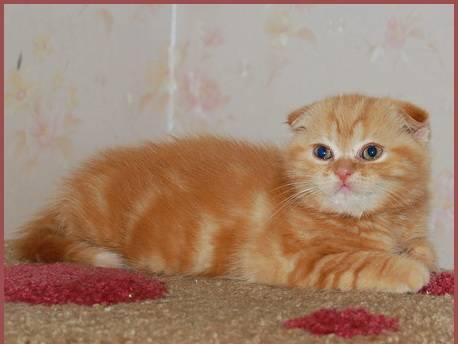 Вислоухая кошечка, красный мрамор Санкт-Петербург