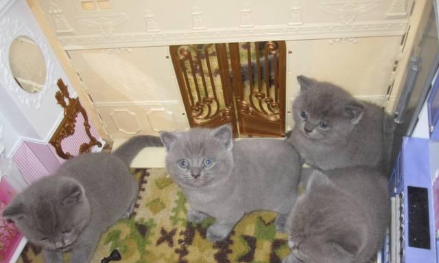 Британские котята Сочи