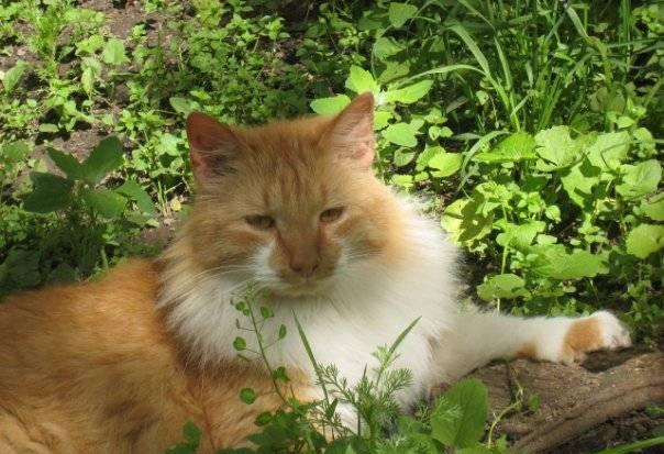 Рыжий пушистый котик ищет дом Санкт-Петербург