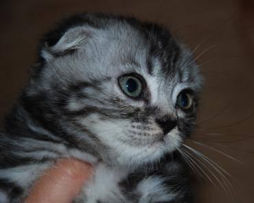Вислоухий котик Москва