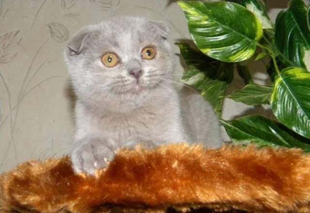 Шотландская вислоухая кошечка Москва