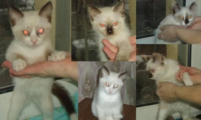 Котята тайские и невские маскарадные Москва