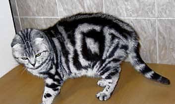 Котенок шотладской кошки Тэбби Москва