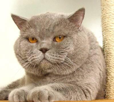 Чистокровные британские котята с хорошей родословн Екатеринбург