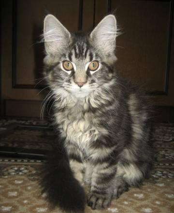 Котята мейн кун Москва