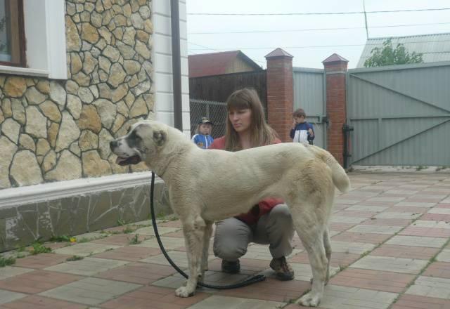 Высокопородные щенки алабая Климовск