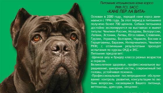 Кане корсо щенки Москва