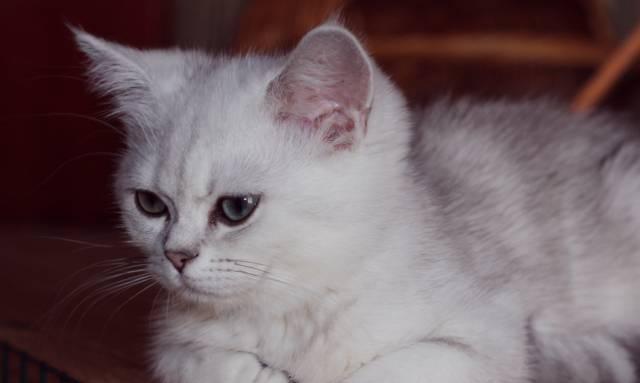 Британский котик серебристого окраса Санкт-Петербург
