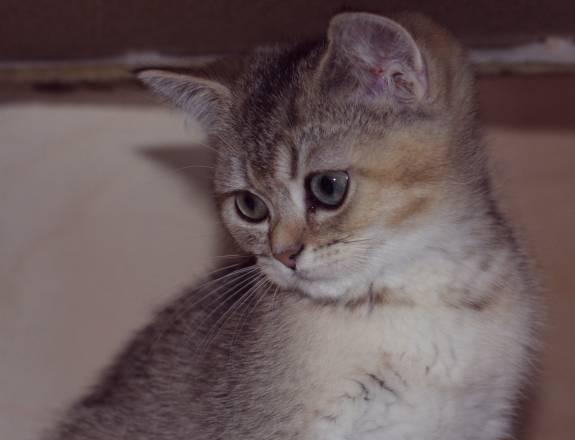 Британский котик - золотое  очарование Санкт-Петербург
