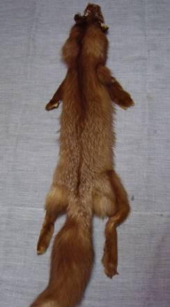 Шкурка лисы Москва