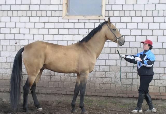 Ахалтекинский жеребец 2000г.р Уфа