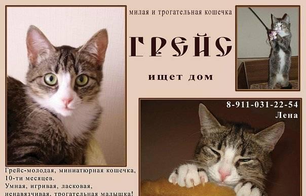 Ищет дом замечательная кошечка Грейс Санкт-Петербург