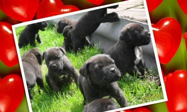 Кане-Корсо щенки.возможна рассрочка Москва