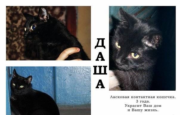 Одинокая кошечка просит о помощи Санкт-Петербург