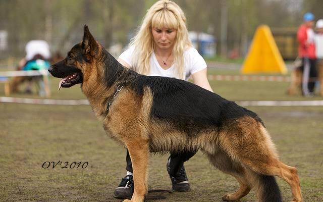 Щенки Немецкой Овчарки Пушкино