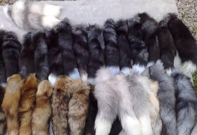 Хвосты в ассортименте Москва