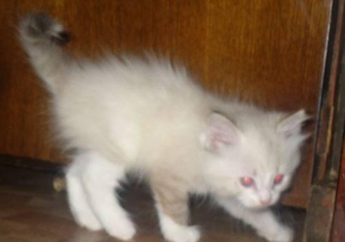 Невской маскарадной котенок Кострома
