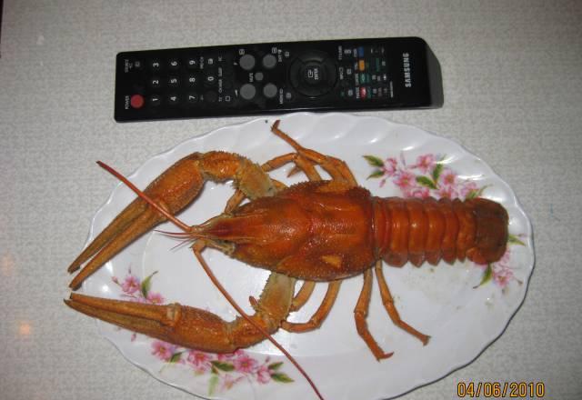 Живые раки Москва