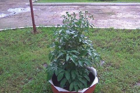 Изготовление и доставка вазонов Москва