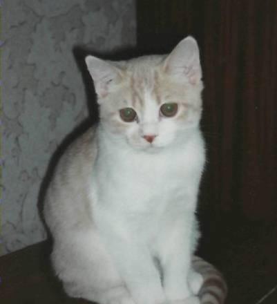 Британский котенок (мальчик) Санкт-Петербург