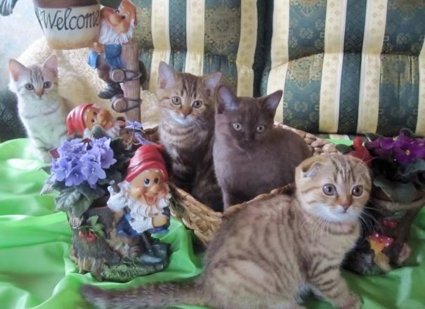 Клубные котята фолд и страйт,шоколад,от чемпионов Нижний Новгород