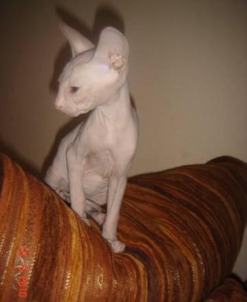 Peterbald-котята Новосибирск