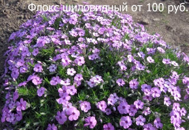 Многолетние цветы для дачи и сада Москва
